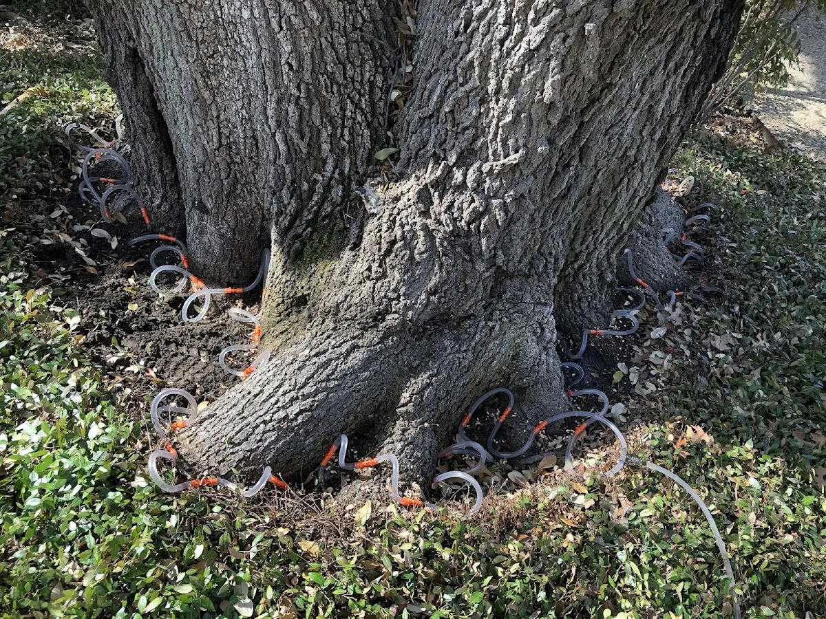 Detailed Tree Cabling and Bracing job site in Thurston