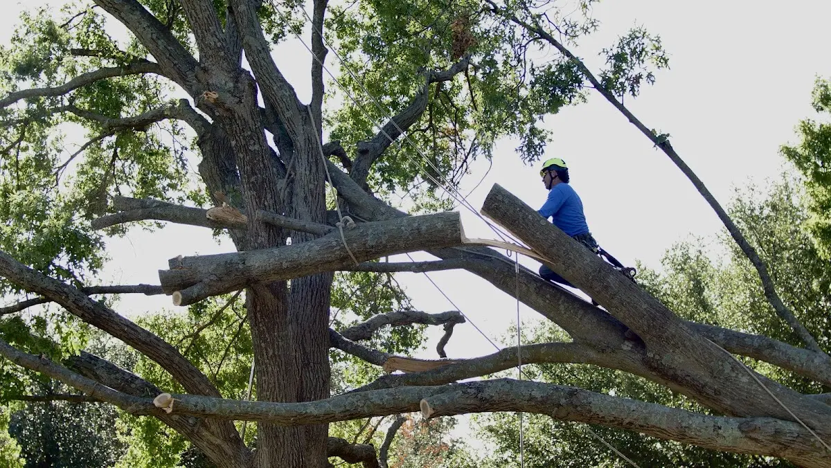 Professional Hazardous Tree Removal performed by certified arborists in Thurston